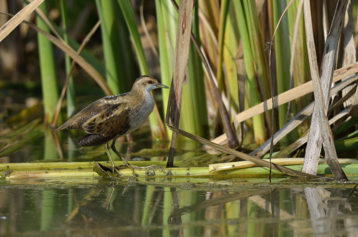 Schiribilla juv.