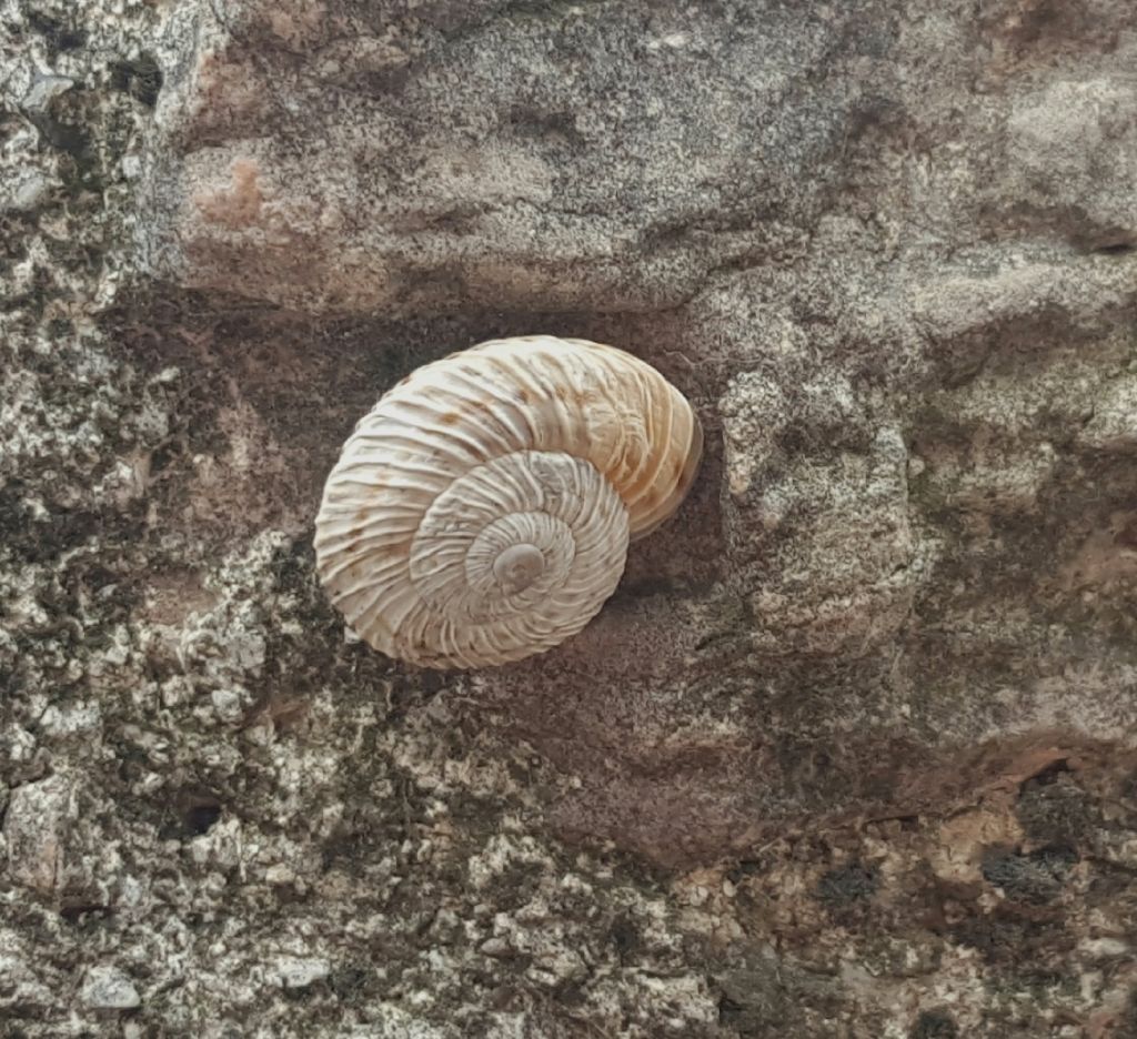 Trovata oggi lungo il fiume Nera - Marmorana signata f. molteni