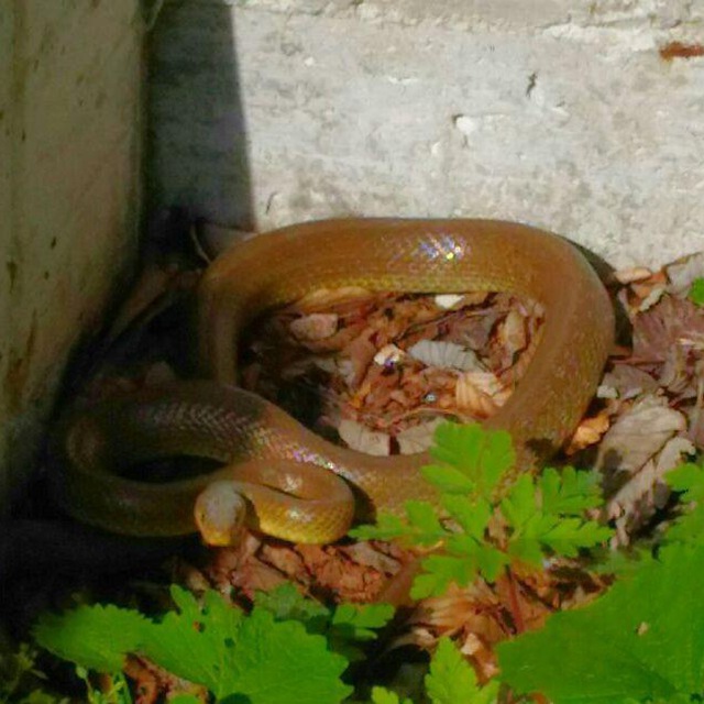 Zamenis longissimus (Clubro di Esculapio o saettone)