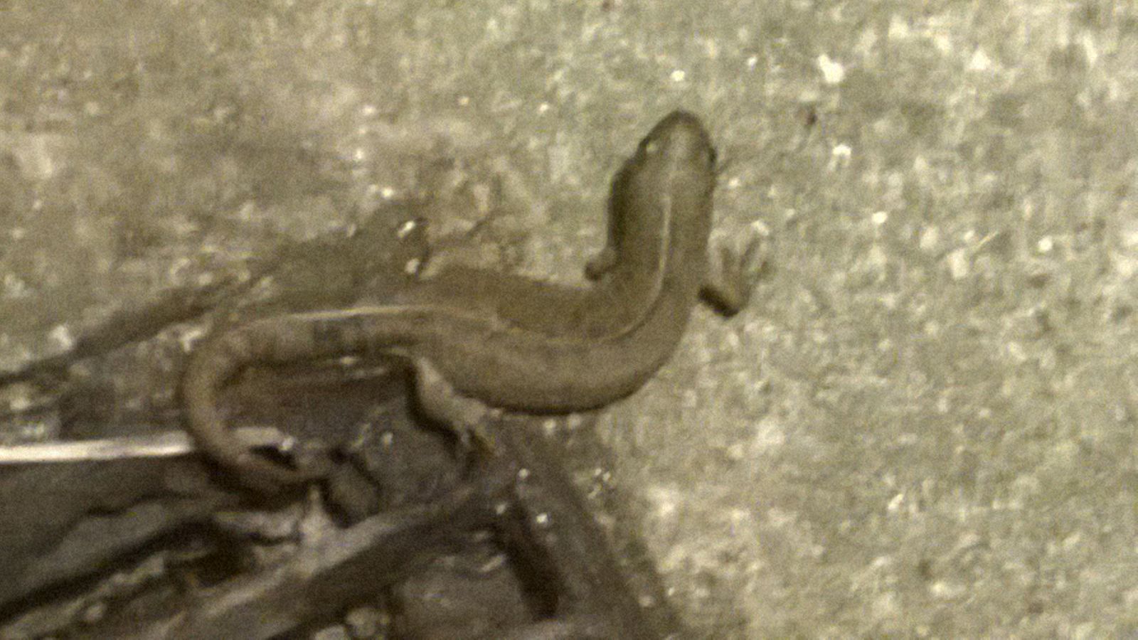 nel tombino: Triturus carnifex, femmina (Tritone crestato italiano)