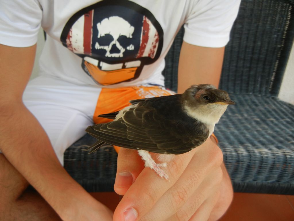 Salvataggio uccellino ferito