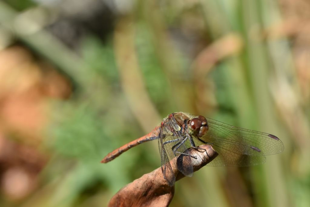 Sympetrum striolatum, maschio e S.  fonscolombii, femmina