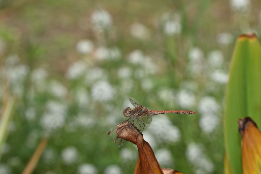 Sympetrum striolatum, maschio e S.  fonscolombii, femmina