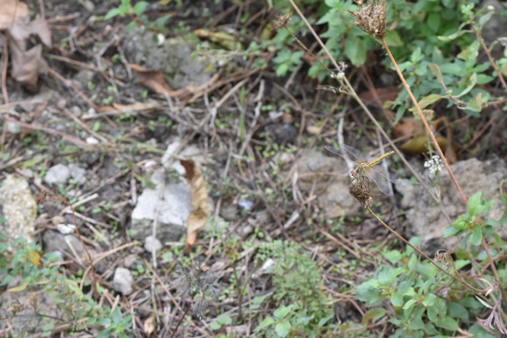 Sympetrum striolatum, maschio e S.  fonscolombii, femmina
