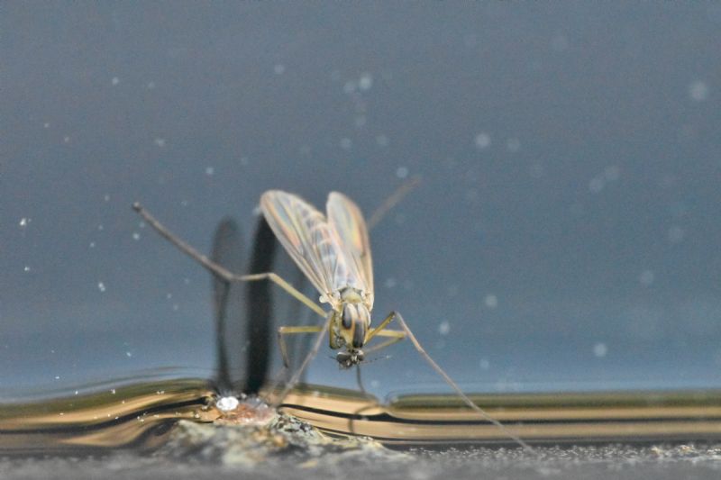 Che uova sono?  di Chironomidae e di Culex sp.