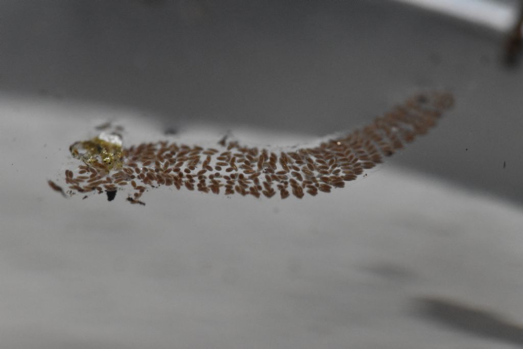 Che uova sono?  di Chironomidae e di Culex sp.