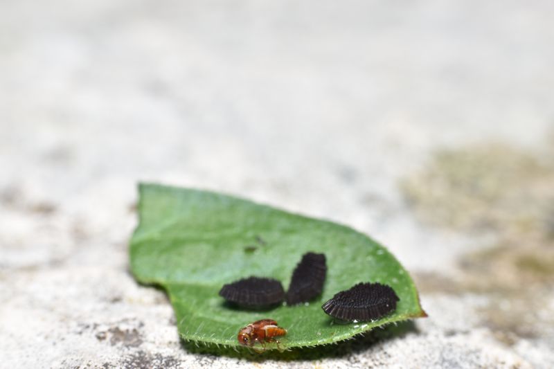 Che uova sono?  di Chironomidae e di Culex sp.