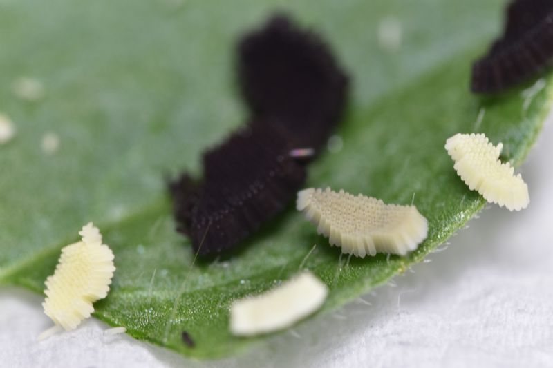 Che uova sono?  di Chironomidae e di Culex sp.