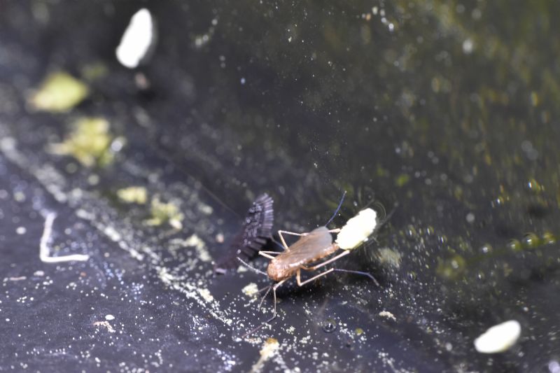 Che uova sono?  di Chironomidae e di Culex sp.