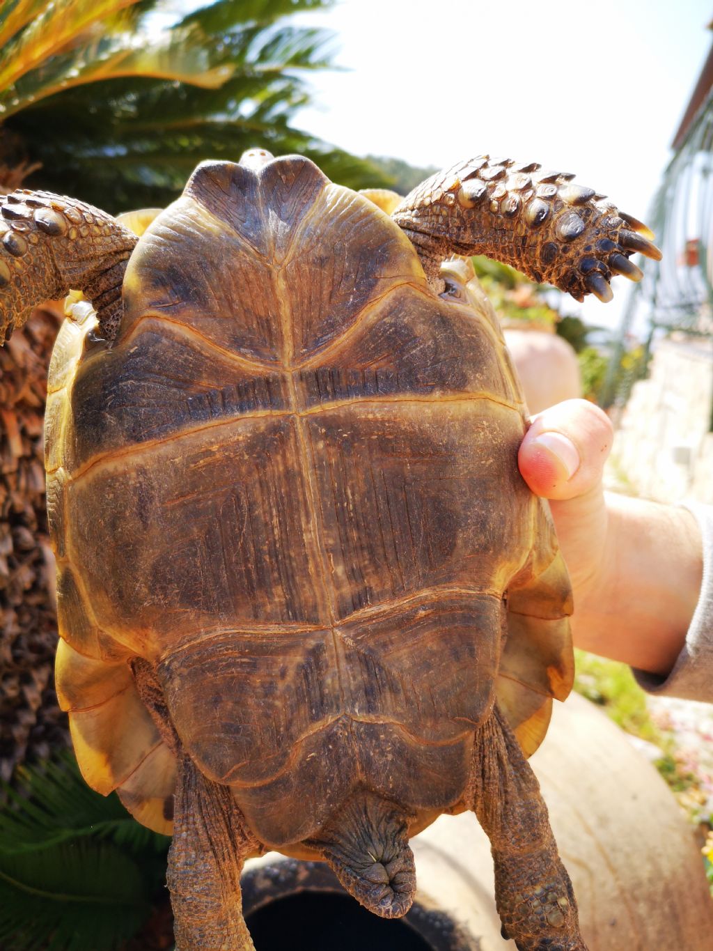 Sessaggio Testudo graeca