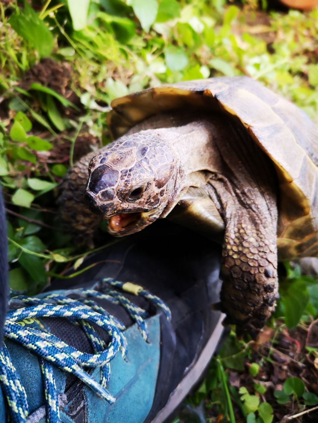 Sessaggio Testudo graeca