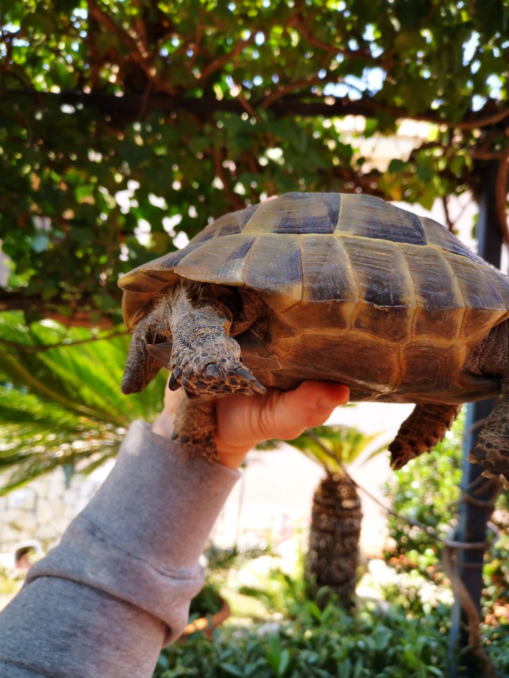 Sessaggio Testudo graeca