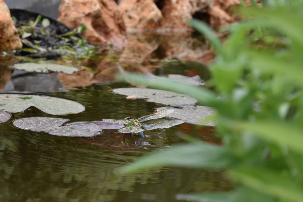 Anax imperator