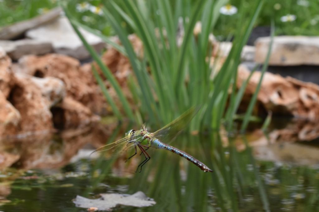 Anax imperator