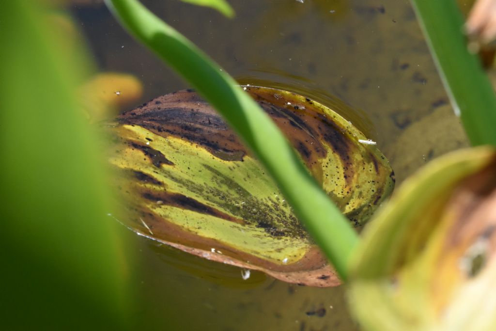 Anax imperator