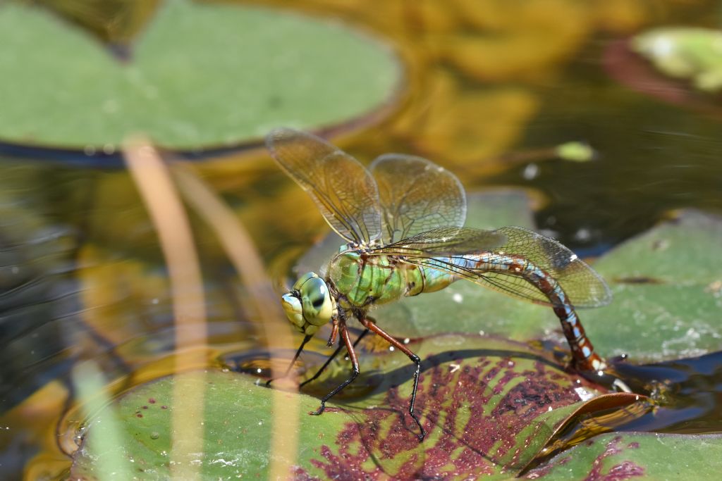 Anax imperator