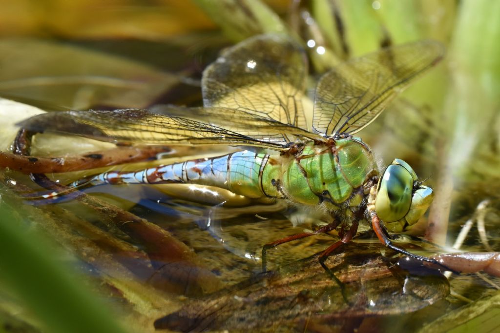 Anax imperator