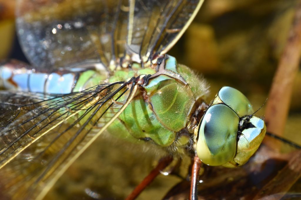 Anax imperator