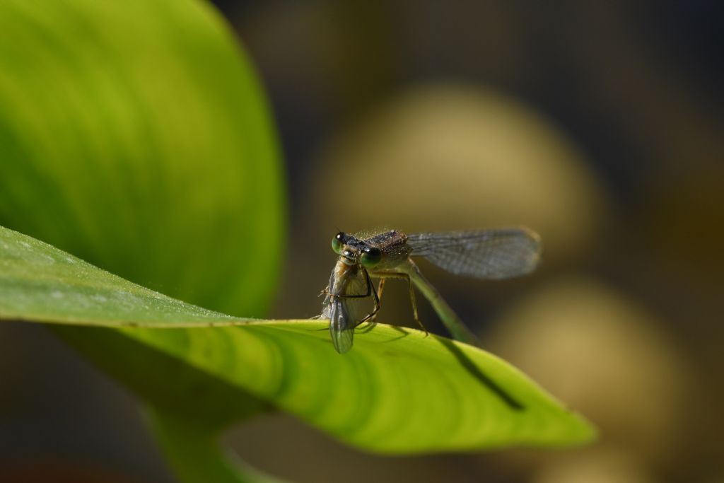 Damigella all you can eat: Ischnura elegans