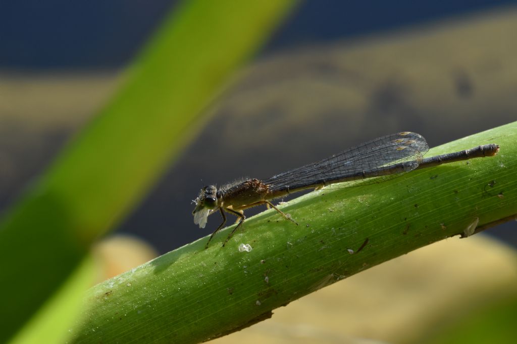 Damigella all you can eat: Ischnura elegans