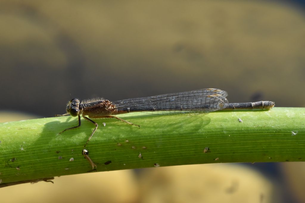 Damigella all you can eat: Ischnura elegans