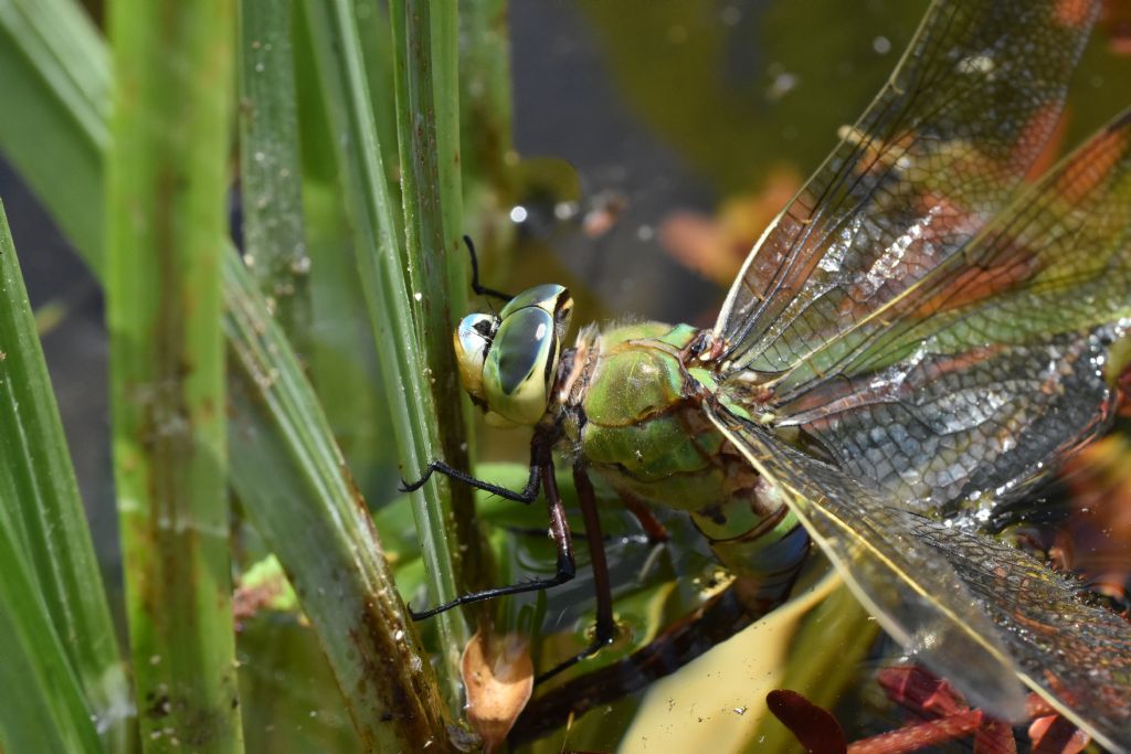 Anax imperator