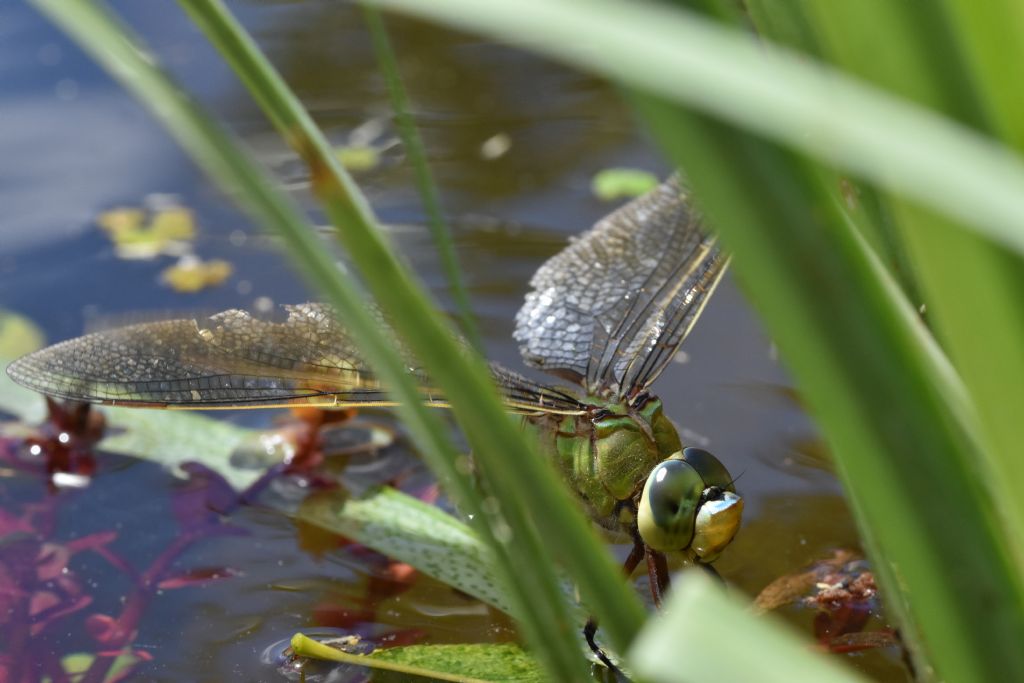 Anax imperator