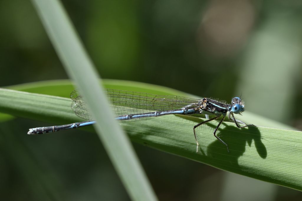 Zigotteri in accoppiamento: Platycnemis pennipes