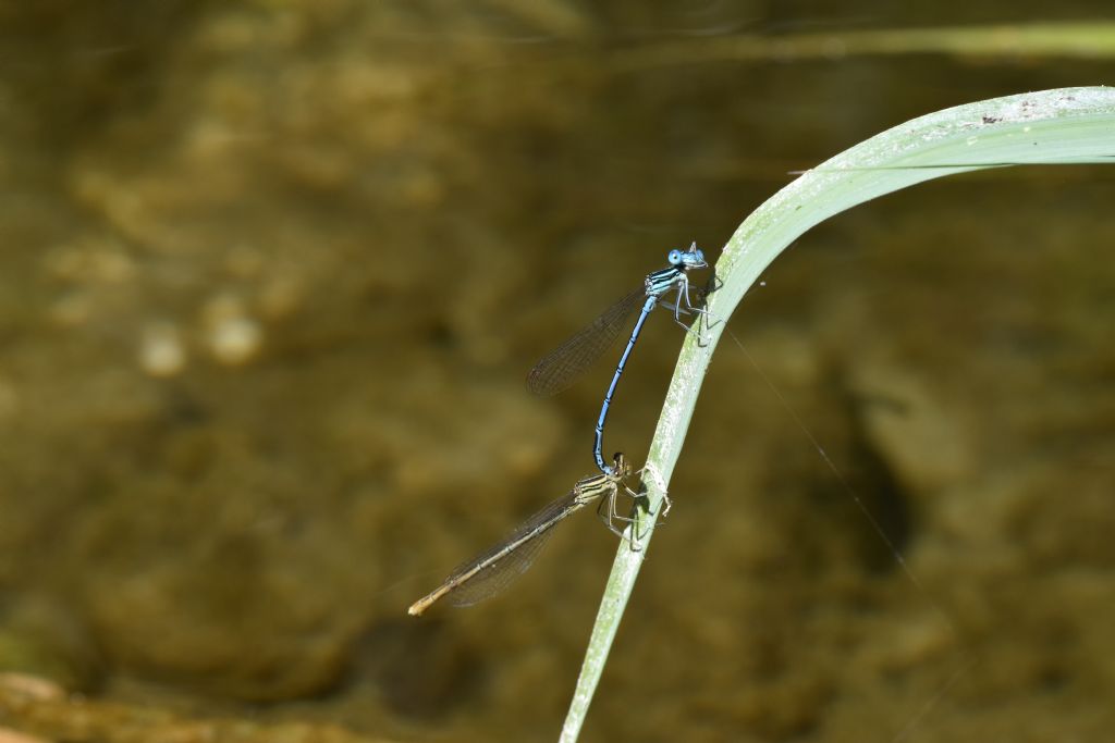 Zigotteri in accoppiamento: Platycnemis pennipes