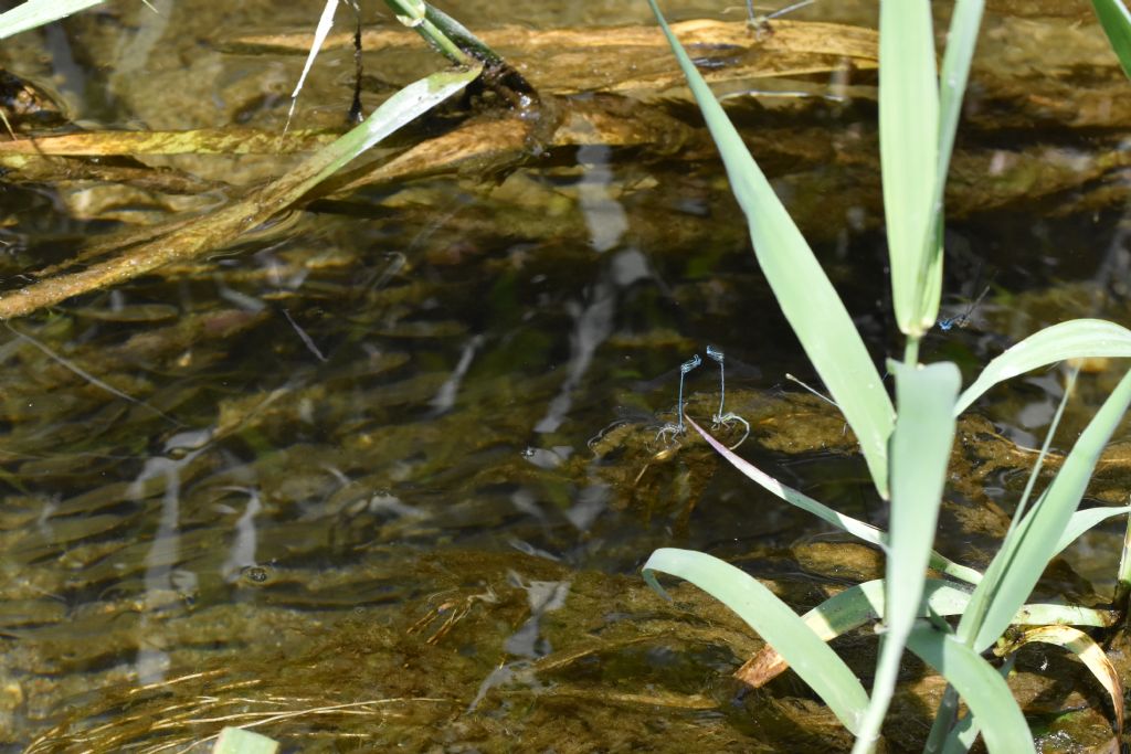 Zigotteri in accoppiamento: Platycnemis pennipes