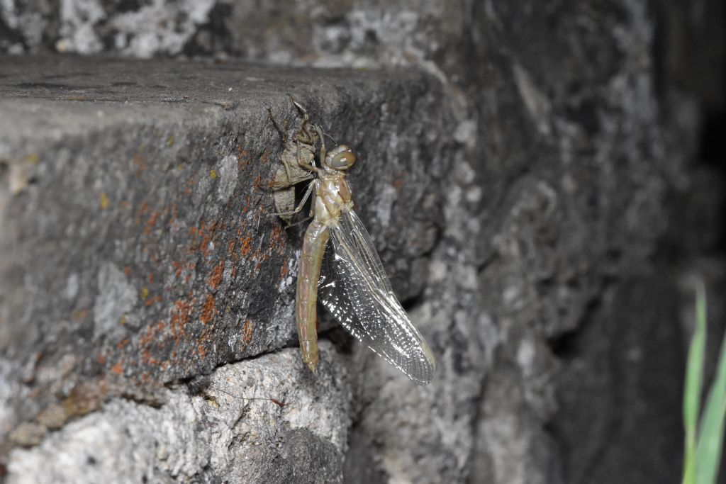 Metamorfosi Orthetrum brunneum