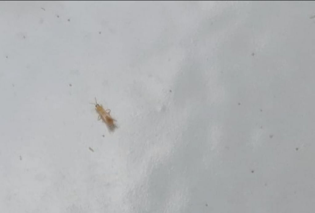 Curiosit identificazione insetti