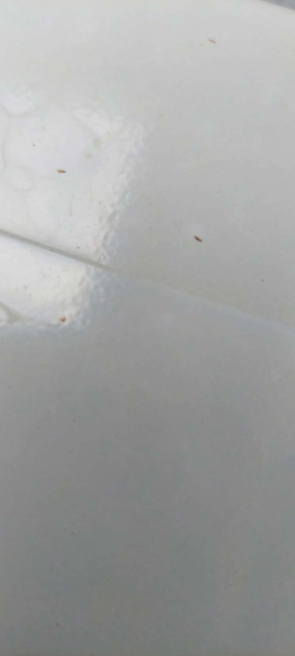 Curiosit identificazione insetti
