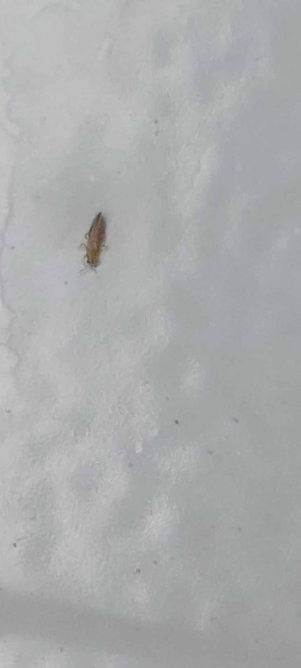 Curiosit identificazione insetti
