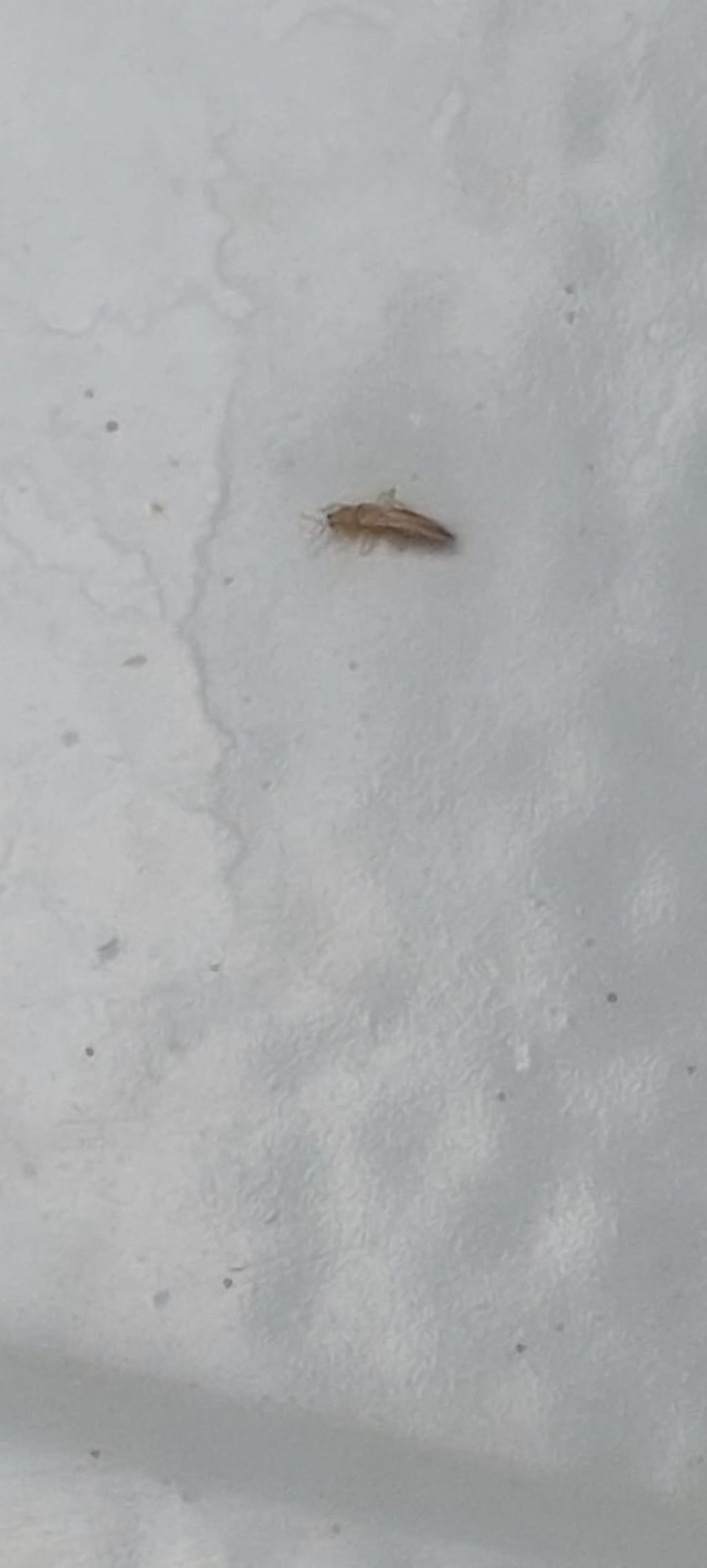 Curiosit identificazione insetti