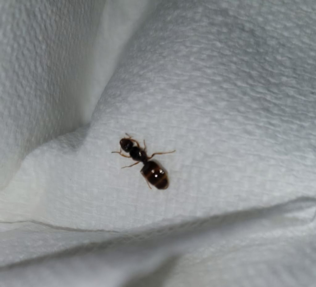 Formica particolare da identificare