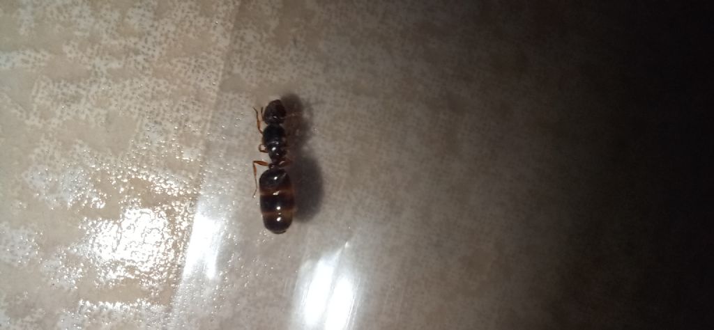 Formica particolare da identificare