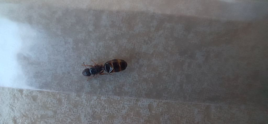 Formica particolare da identificare