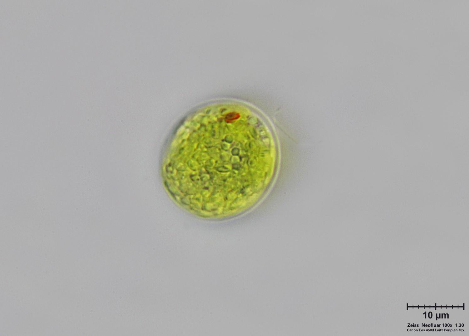 Chlorophyceae oppure  Euglenoidea ?