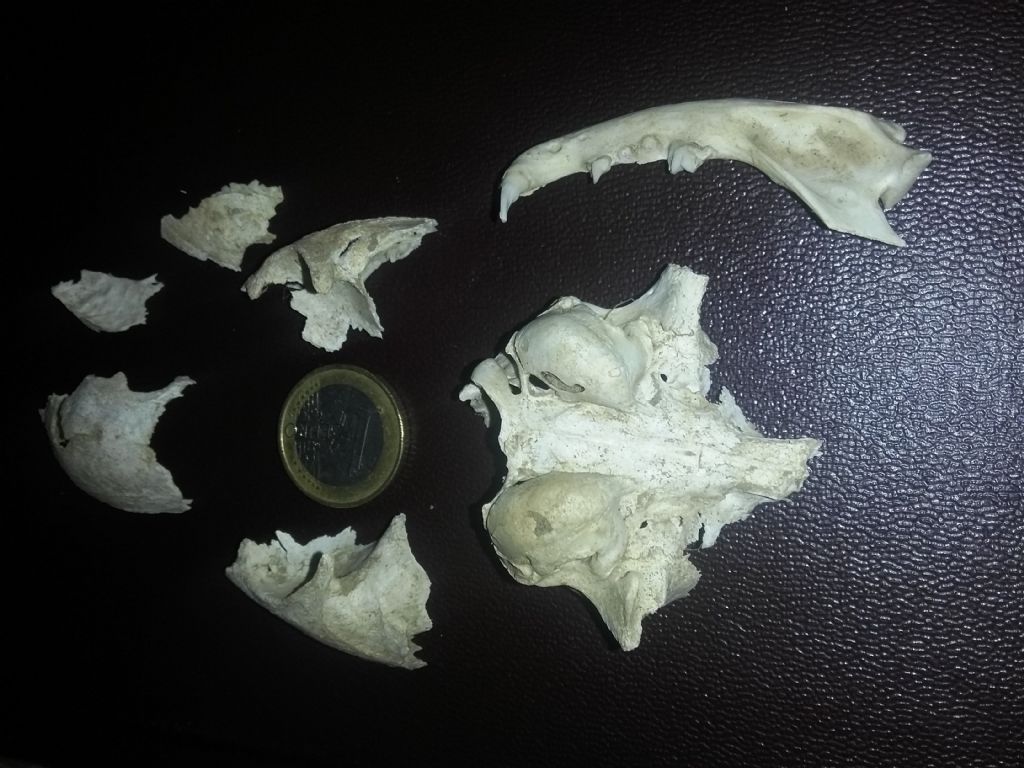 Aiuto Riconoscimento: di che animale � questo cranio?  Di gatto !