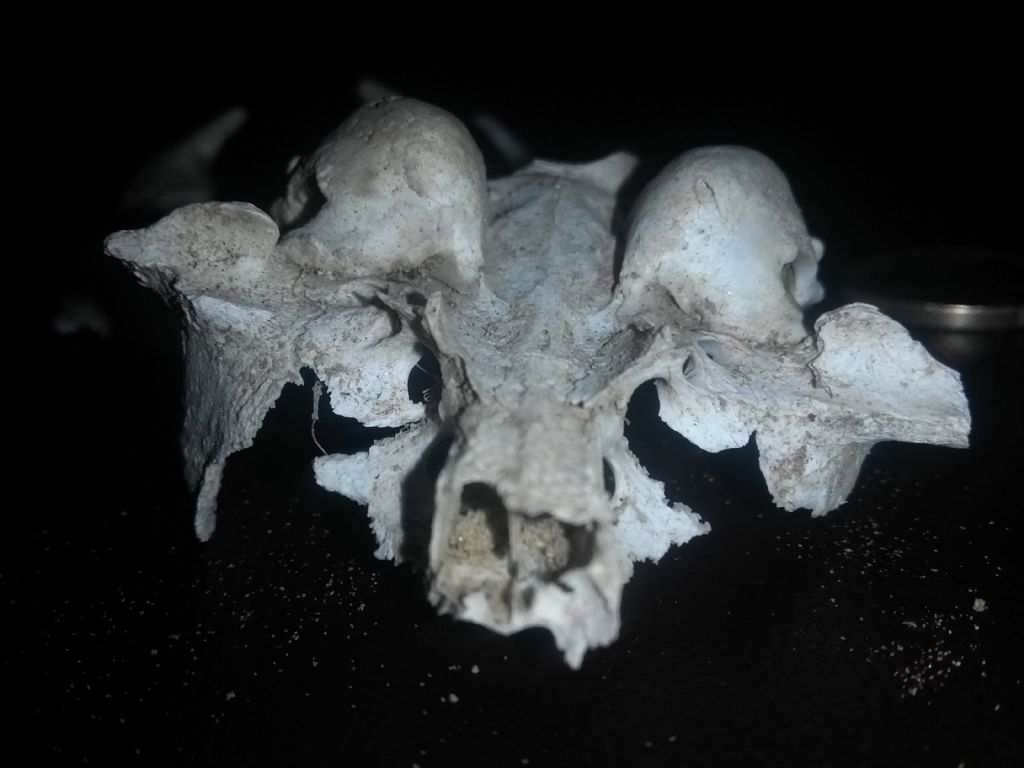 Aiuto Riconoscimento: di che animale � questo cranio?  Di gatto !