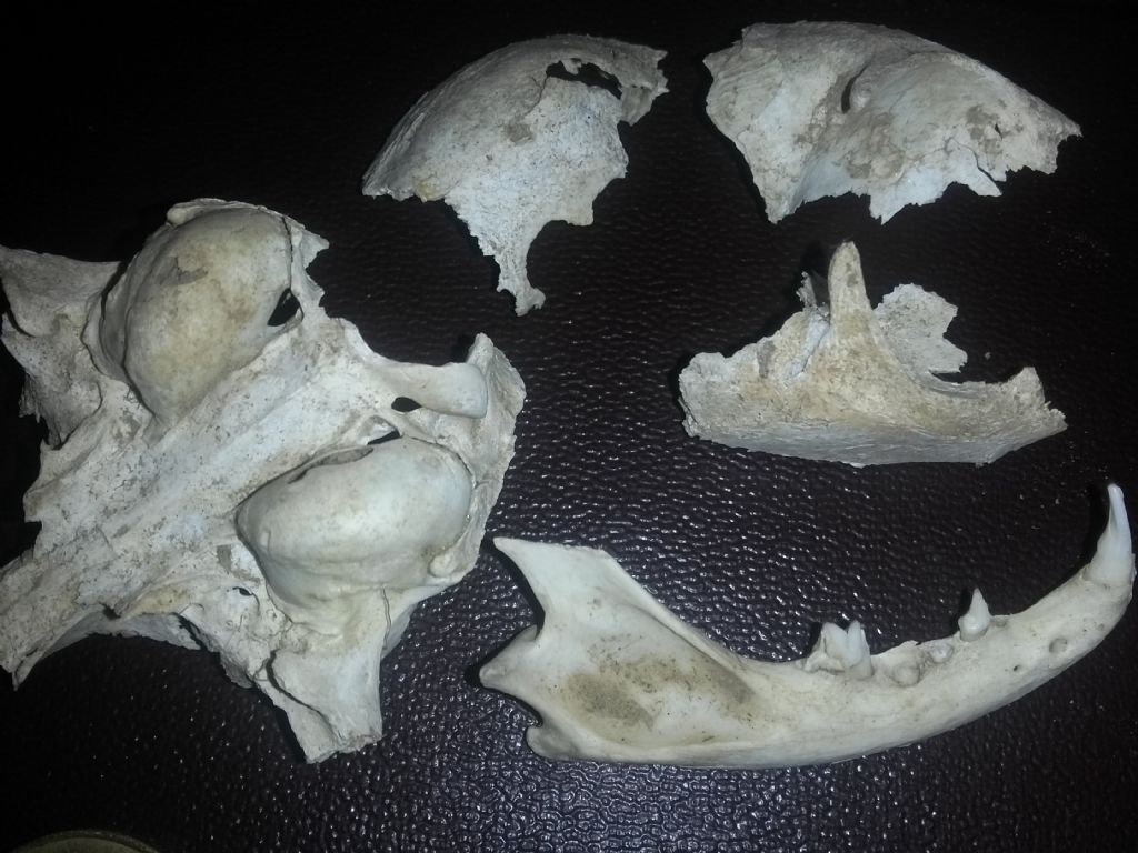 Aiuto Riconoscimento: di che animale � questo cranio?  Di gatto !