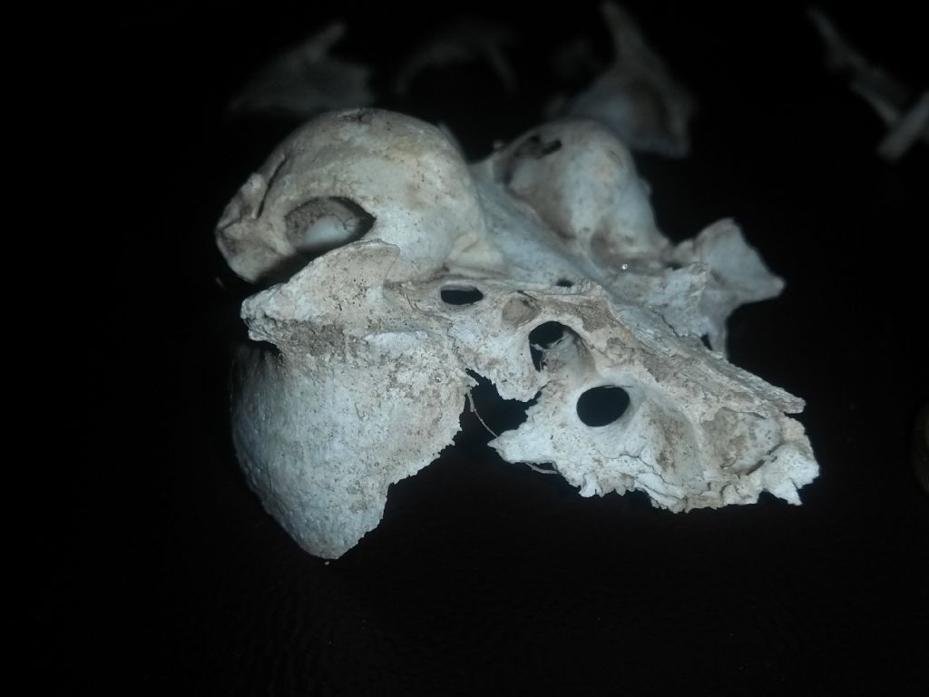 Aiuto Riconoscimento: di che animale � questo cranio?  Di gatto !