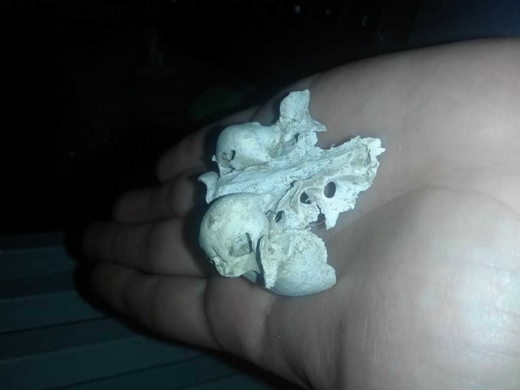 Aiuto Riconoscimento: di che animale � questo cranio?  Di gatto !