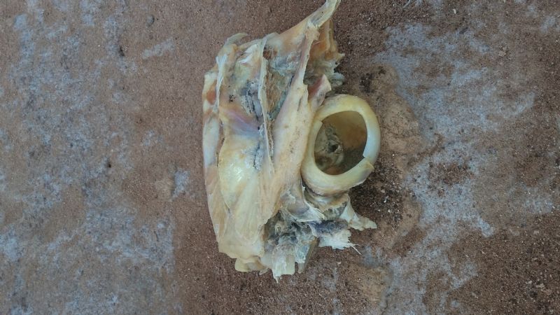 identificazione teschio di pesce