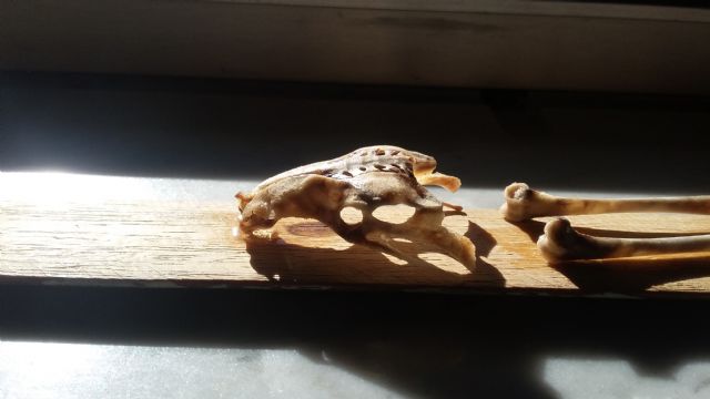 Aiuto Riconoscimento; che animale � ?