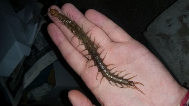 scolopendra Gigante Sicilia quasi 15 cm