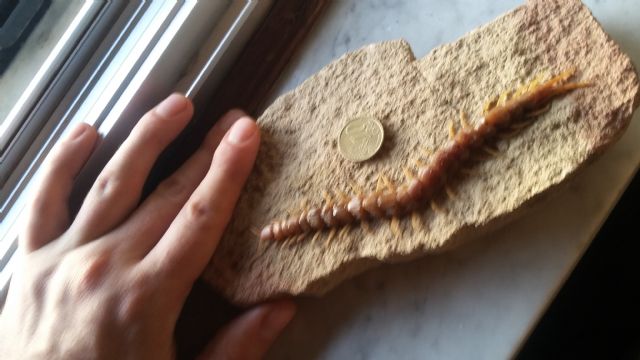 scolopendra Gigante Sicilia quasi 15 cm
