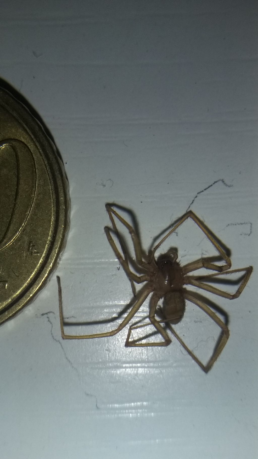 Loxosceles rufescens - Enna