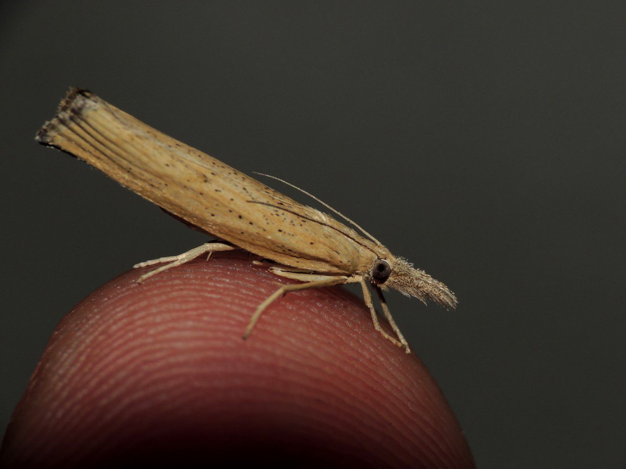 Identificazione Falene